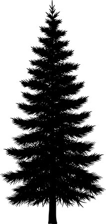 Silhouette of a fir-tree on a white background.のイラスト素材