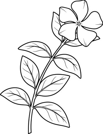 Illustration of a periwinkle flower on a white background.のイラスト素材