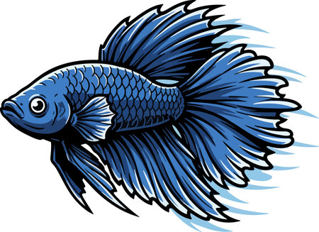 Betta fish.Vector illustration - color + b/w versions.のイラスト素材
