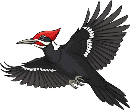 Great spotted woodpecker. Vector illustration ready for vinyl cutting.のイラスト素材