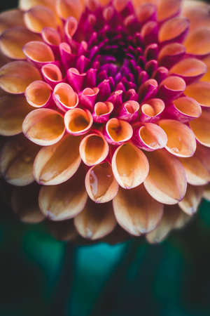 dahlias flowerの写真素材