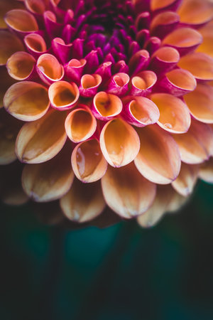 dahlias flowerの写真素材