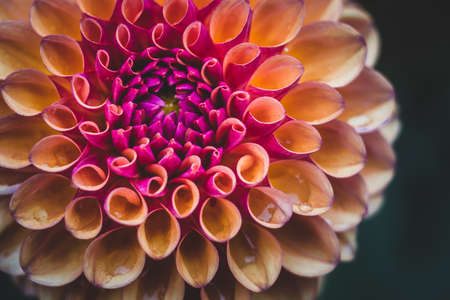 dahlias flowerの写真素材