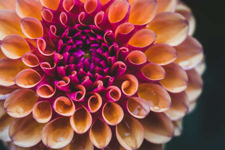 dahlias flowerの写真素材