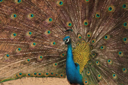 Male Indian Blue Peafowl displaying. Peacock dissolved his tailの写真素材