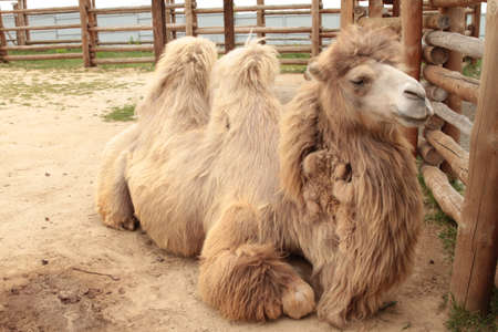 Close-up of a camel head.の写真素材