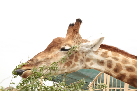 Portrait of a giraffe on the background of blue skyの写真素材