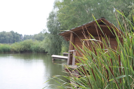 Old wooden bridge leading to the lake, bank with reeds and willow trees. Spring vacations, outdoor landscape, selective focusの写真素材