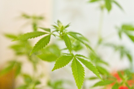 Home-grown marijuana. Cannabis in the flowerpot. Blooming Marijuana plant in nature.の写真素材