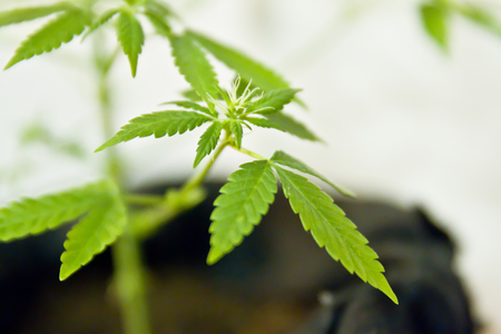 Home-grown marijuana. Cannabis in the flowerpot. Blooming Marijuana plant in nature.の写真素材