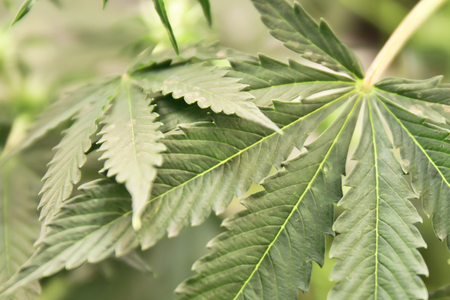 Home-grown marijuana. Cannabis in the flowerpot. Blooming Marijuana plant in nature.の写真素材