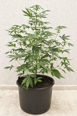 Home-grown marijuana. Cannabis in the flowerpot. Blooming Marijuana plant in nature.の写真素材