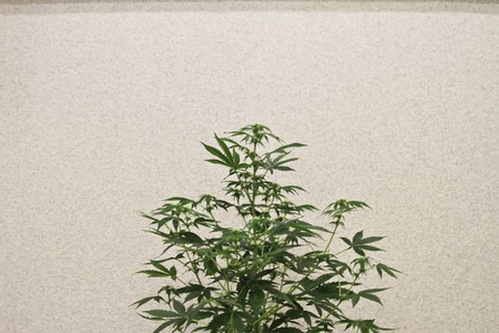 Home-grown marijuana. Cannabis in the flowerpot. Blooming Marijuana plant in nature.の写真素材