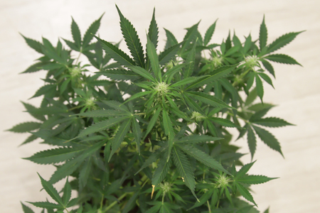 Home-grown marijuana. Cannabis in the flowerpot. Blooming Marijuana plant in nature.の写真素材