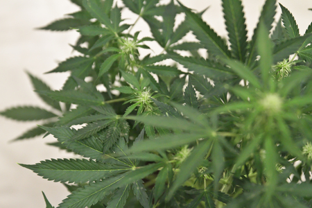 Home-grown marijuana. Cannabis in the flowerpot. Blooming Marijuana plant in nature.の写真素材