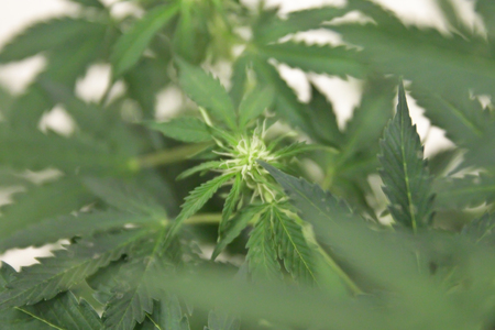 Home-grown marijuana. Cannabis in the flowerpot. Blooming Marijuana plant in nature.の写真素材