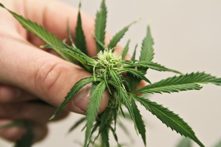 Home-grown marijuana. Cannabis in the flowerpot. Blooming Marijuana plant in nature.の写真素材