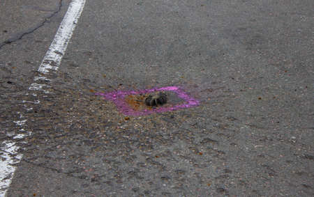 Bucha, Kyiv region, Ukraine - April 5, 2022: War between Russia and Ukraine. The consequences of the war, unexploded mines stick out in the asphalt.のeditorial素材