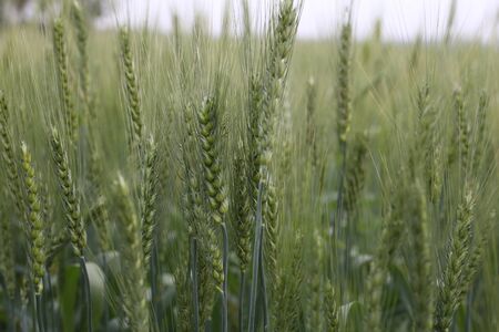 Young Wheat Seedlings Growing In A Field. Young Greenの写真素材