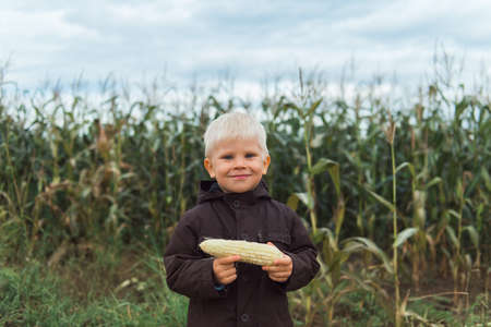 cute happy child in corn field holding corncobの写真素材