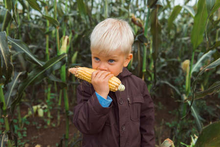child in corn field leaves dark colors eating corncobの写真素材