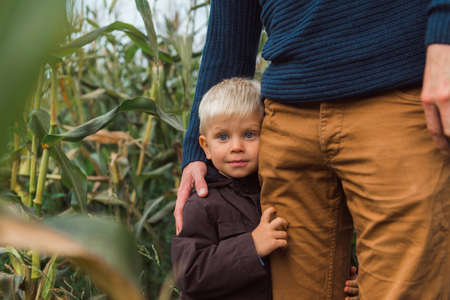 family walking in corn field at autumn, kid hug parentの写真素材