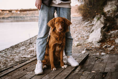 young woman and dog retriever walks on river shore at autumn seasonの写真素材