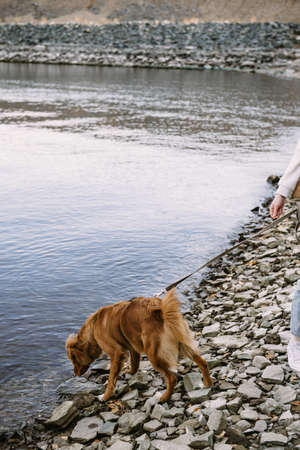 Young active dog toller walking on river shoreの写真素材