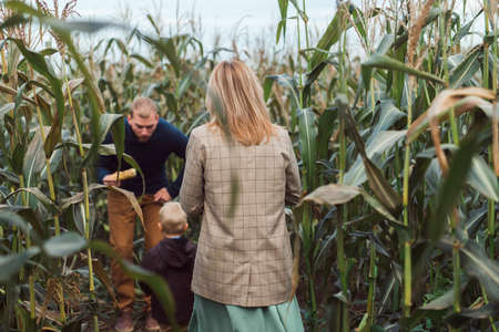 family walking in corn field at autumnの写真素材