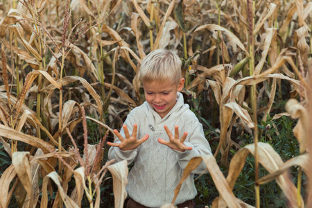 child in corn field dry leavesの写真素材