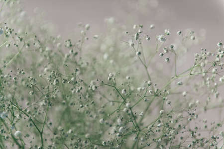 fresh cut flowers white gypsophila backgroundの写真素材