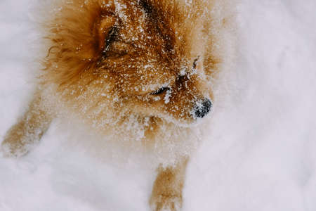 pets winter nature walking otsideの写真素材