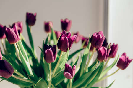 Valentines day or mothers day tulip flowers purple colorの写真素材