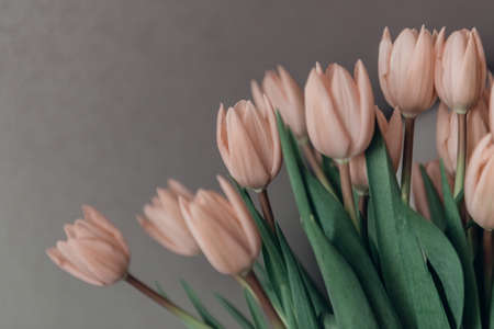 Valentines day or mothers day tulip flowers apricot colorの写真素材