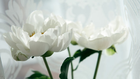 fresh white summer peony backgroundの写真素材