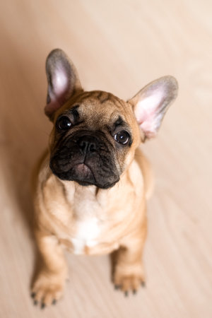 portrait picture of a French Bulldog puppy sitting on floor at homeの写真素材