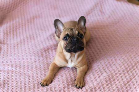Cute french bulldog puppy laying on bed at hoeの写真素材