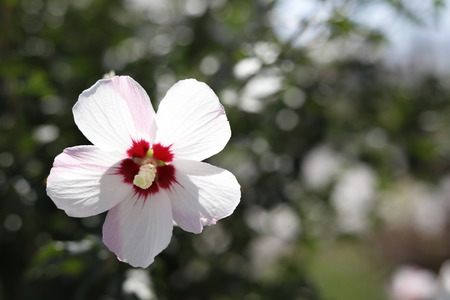 Flower in the sunの写真素材