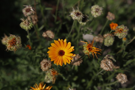 orange flowerの写真素材