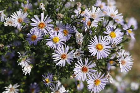 Flowersの写真素材