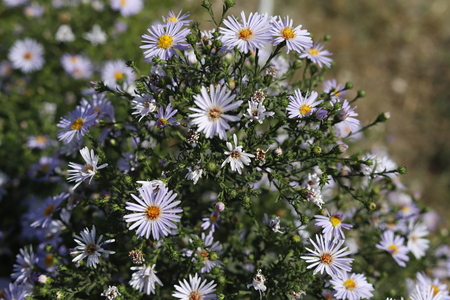 purple flowersの写真素材