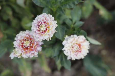 White and pink dahlia flowers in the garden. Selective focus.の写真素材