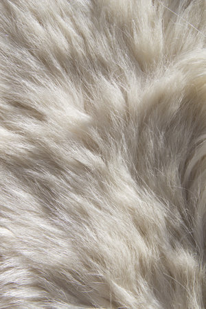 The photo shows the texture fur. white, fluffy.