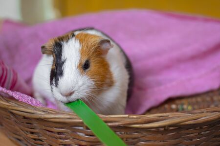 cute guinea pig eating green leaf in a basket on pink clothの写真素材