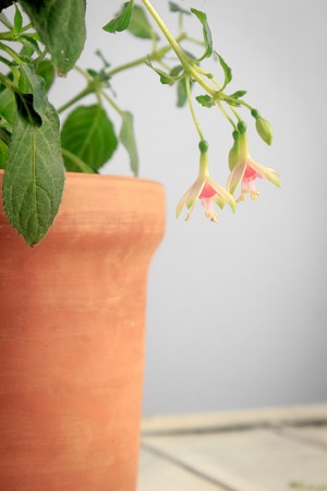 White and pink fuchsia in brown clay pot on white backgroundの写真素材