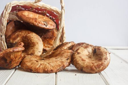 forest mushrooms on white wooden tableの写真素材