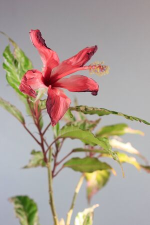 Hibiscus flowerの写真素材