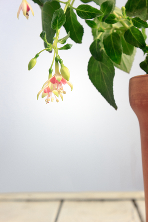 White and pink fuchsia in brown clay pot on white backgroundの写真素材