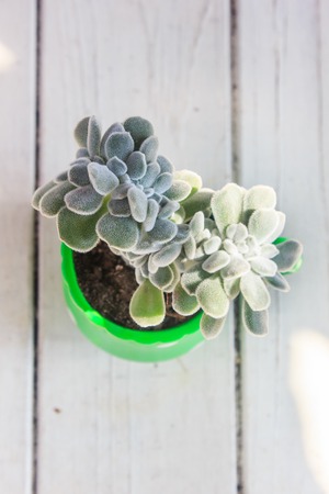 Succulent in green pot on a white wooden tableの写真素材