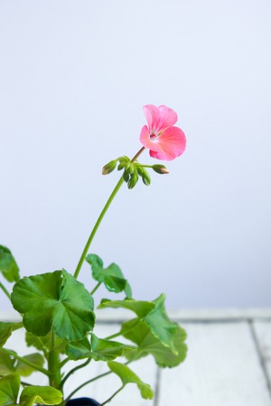 Pink pelargonium flower, known as storksbills, home plantの写真素材